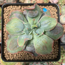 Echeveria 'Blue Spur' 3" New Hybrid Succulent Plant