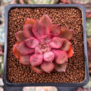 Echeveria 'Mina' 1" Succulent Plant