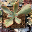 Echeveria 'Tornado' Variegated 3" Succulent Plant