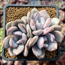 Echeveria 'Hayul' 2"-3" New Hybrid Succulent Plant