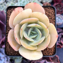 Echeveria 'Drawing' 2"-3" Succulent Plant