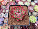 Echeveria 'Red Lance' 2" New Hybrid Succulent Plant