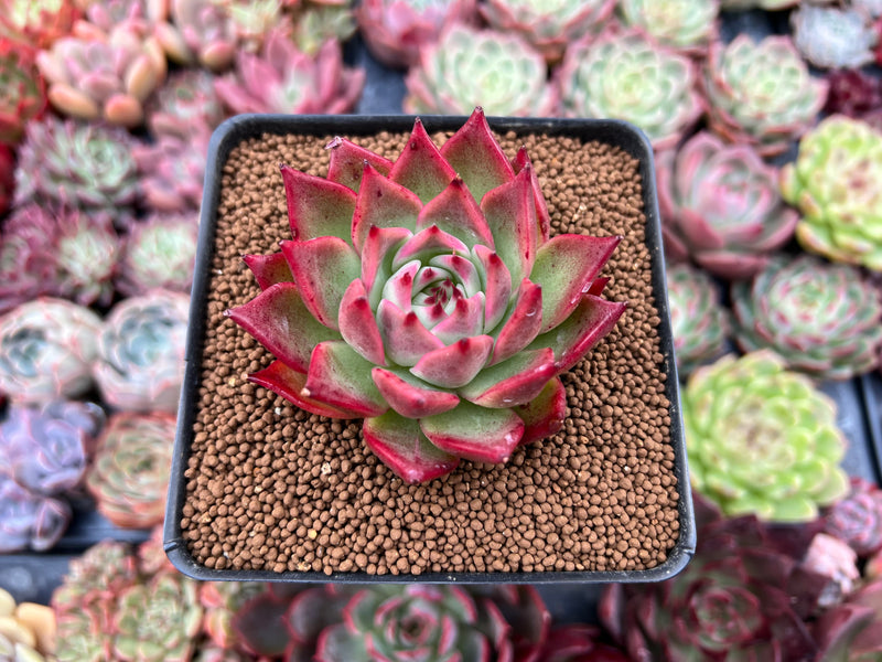 red rosette succulent Echeveria 'Red Lance' 2" New Hybrid Succulent Plant – True Succulents Plant  Co