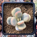 Cotyledon 'Orbiculata' 2" Variegated Succulent Plant