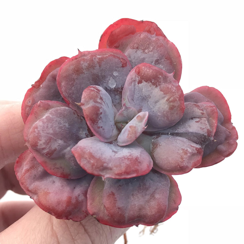 Echeveria Hearts Delight 3” Rare Succulent Plant