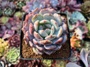 Echeveria 'Orange' Monroe' 3" Powdery Succulent Plant