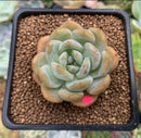 Echeveria 'Starmark' 2" Succulent Plant