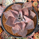 Echeveria 'Rodolfi' 3"-4" Succulent Plant