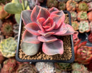 Echeveria 'Rainbow' Variegated 2" Succulent Plant