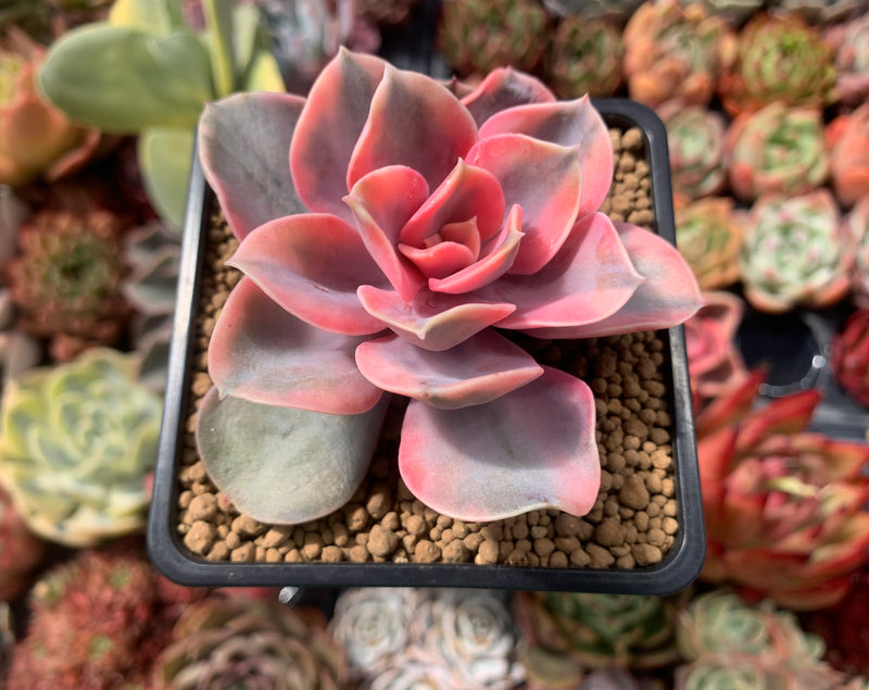 echeveria rainbow succulent Echeveria 'Rainbow' Variegated 2