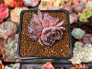 Echeveria 'Mata' 2" Succulent Plant