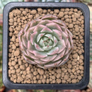 Echeveria 'Margaret' Variegated 1" Small Succulent Plant