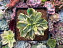 Echeveria 'Bob Jolly' Variegated 3" Succulent Plant