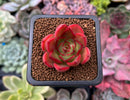 Echeveria sp. 1" Succulent Plant