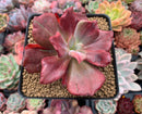 Echeveria 'Diamond State' Variegated 3" Succulent Plant