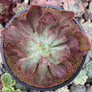 Echeveria Frill sp. Variegated 4-5"" Succulent Plant