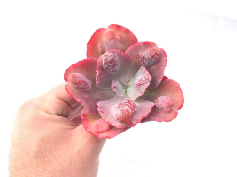 Echeveria ‘Lilac Frost’ Hybrid 3”-4" Rare Succulent Plant