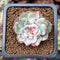 Echeveria 'Chihuahuaensis' Variegated 1" Succulent Plant