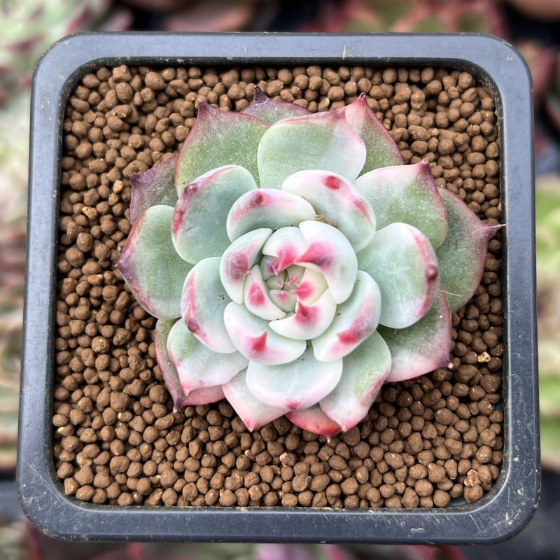 chihuahuaensis succulent Echeveria 'Chihuahuaensis' Variegated 1" Succulent Plant – True Succulents  Plant Co