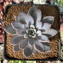 Echeveria 'Lulu' 2" New Hybrid Succulent Plant