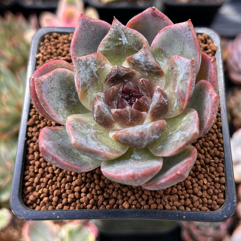 korean hybrid succulents Echeveria 'White Soul' 2" New Hybrid Succulent Plant – True Succulents Plant Co
