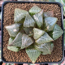 Haworthia Comptoniana Hybrid 3" Succulent Plant