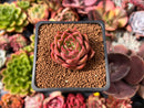 Echeveria 'Red Rosa' 1"-2" Succulent Plant