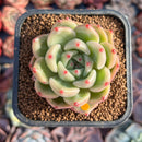 Echeveria 'Shallot' 2" Succulent Plant