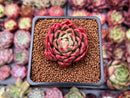 Echeveria Agavoides 'Red Witch' 1"-2" Succulent Plant