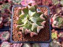 Echeveria 'Black Hawk' 2" Succulent Plant