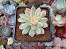 Echeveria 'Mebina' Variegated 2" Succulent Plant