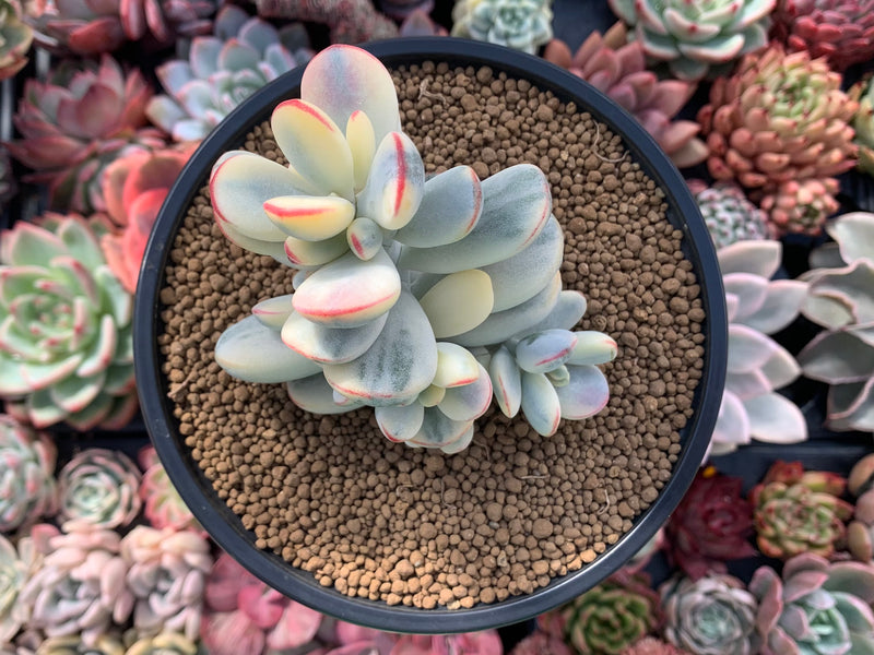 cotyledon rainbow succulent Cotyledon 'Orbiculata' Variegated 5" Large Very Rare Succulent Plant – True Succulents  Plant Co
