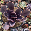 Pachyveria 'Mrytilla' 5" Cutting Succulent Plant