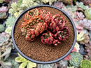 Echeveria Agavoides 'Maria' 4"-5" Crested Cluster Succulent Plant