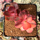 Echeveria 'Primadonna' Variegated 3" Cluster Succulent Plant