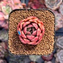 Echeveria 'Elouise' 1" New Hybrid Succulent Plant