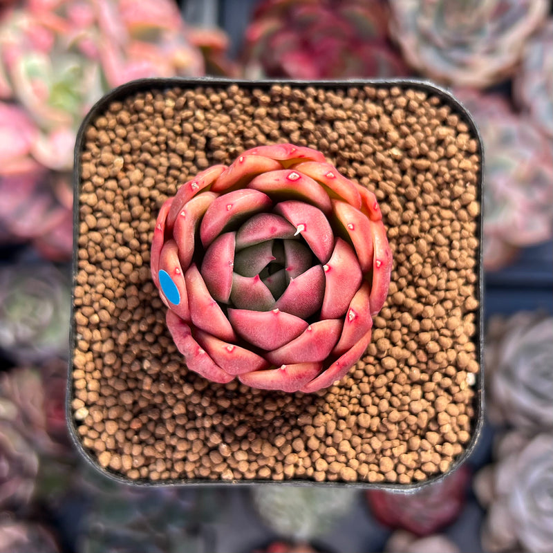 hybridizing succulents Echeveria 'Elouise' 1" New Hybrid Succulent Plant – True Succulents Plant  Co
