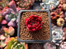Echeveria Agavoides 'Superbell' 1" Succulent Plant