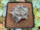 Echeveria 'Madiba' 2" Succulent Plant