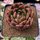 Echeveria Agavoides 'Red Wine' 2"-3" Succulent Plant