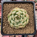 Echeveria Agavoides sp. 2" Succulent Plant