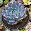 Echeveria 'Orange Monroe' 4" Powdery Succulent Plant