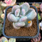 Pachyphytum 'Bracteosum' 2" Succulent Plant