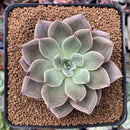Echeveria 'Red Mountain' 2"-3" New Hybrid Succulent Plant