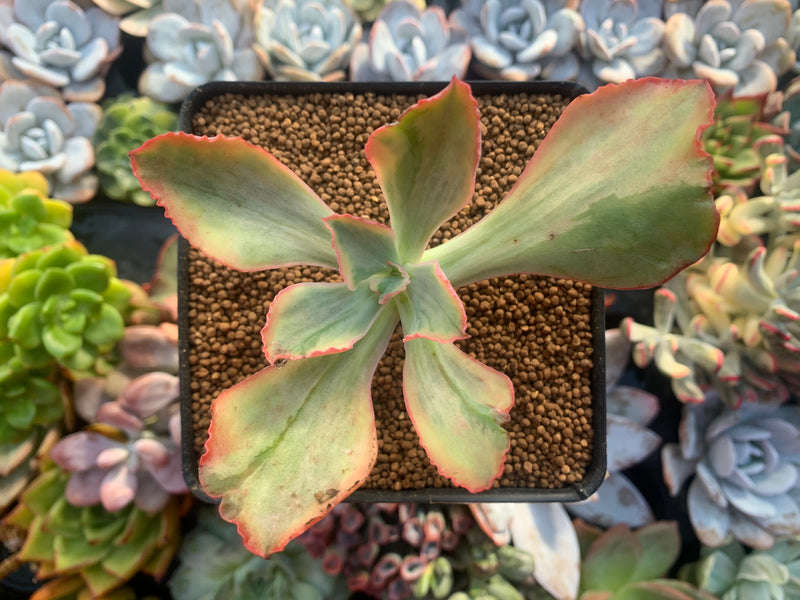 tornado succulent Echeveria 'Tornado' Variegated 3" Succulent Plant – True Succulents Plant Co