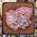 Echeveria 'Florence' Crested 2"-3" Succulent Plant