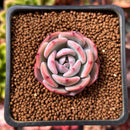Echeveria 'Horizon' 1" Succulent Plant