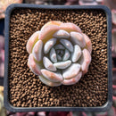 Echeveria sp. 1" Powdery Succulent Plant