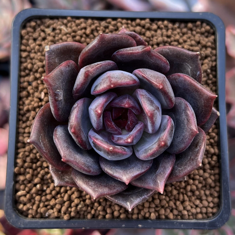 dark succulent Echeveria 'Dark Chocolate' 2" New Hybrid Succulent Plant – True Succulents Plant Co