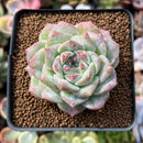 Echeveria 'Irene' 2"-3" Succulent Plant